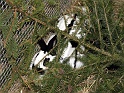 Heimtiermesse 2009   090